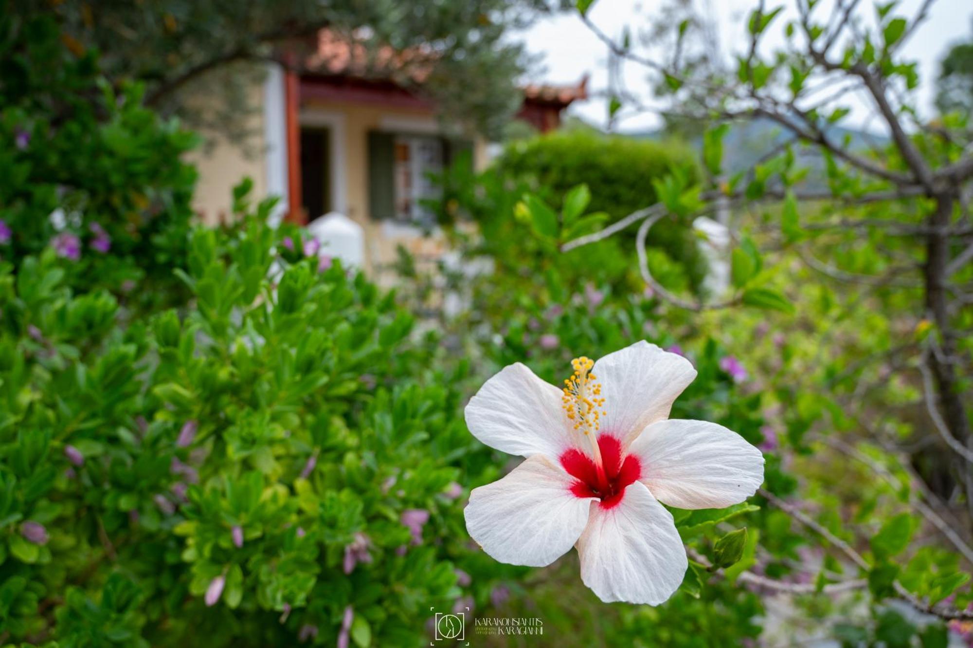 Apartament Pleiades Samos Marathókampos Zewnętrze zdjęcie